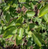 Rhamnus cathartica. Верхушка плодоносящей веточки. Пермский край, г. Пермь, Индустриальный р-н, крутой склон. 04.08.2023.