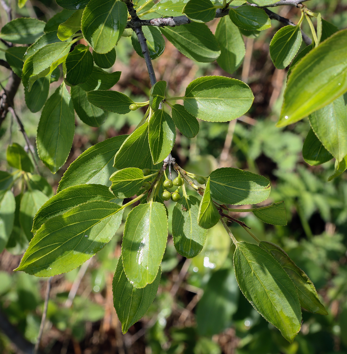 Image of Rhamnus cathartica specimen.