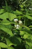 Rubus caesius. Верхушка цветущего побега. Новгородская обл., Новгородский р-н, дер. Юрьево, окр. музея «Витославлицы», берег. оз. Мячино под откосом дорожной насыпи, опушка травяного ивняка. 24.07.2023.