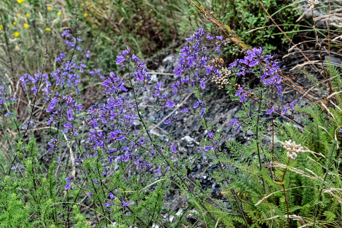 Изображение особи Teucrium orientale.