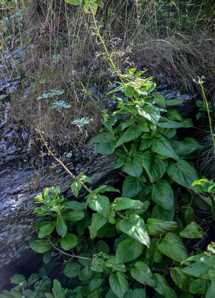 Image of Scrophularia grayana specimen.