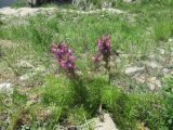 Pedicularis rubens