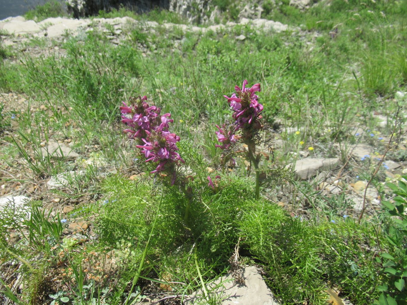 Изображение особи Pedicularis rubens.