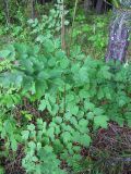 Thalictrum minus