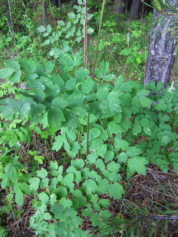 Image of Thalictrum minus specimen.