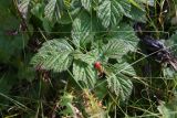 Rubus saxatilis. Плодоносящее растение. Чечня, Шаройский р-н, западный склон пер. Цумандинский, выс. ок. 2150 м н.у.м., луг. 23 августа 2023 г.