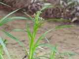 Scirpus sylvaticus. Верхушка расцветающего растения. Краснодарский край, Крымский р-н, окр. станицы Неберджаевская, ур. Темрючки, дубово-грабовый лес, у лесного ручья. 04.05.2024.