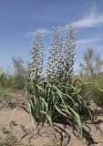 Eremurus anisopterus