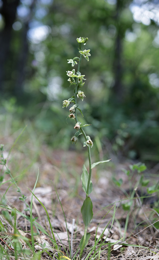 Изображение особи Epipactis krymmontana.