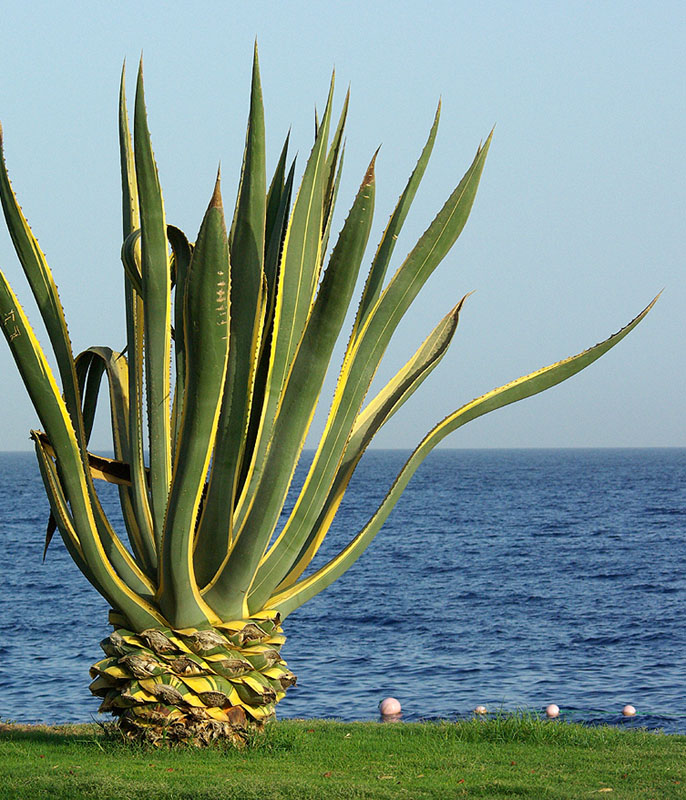 Image of Agave americana var. marginata specimen.