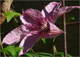 Clematis &times; jackmanii