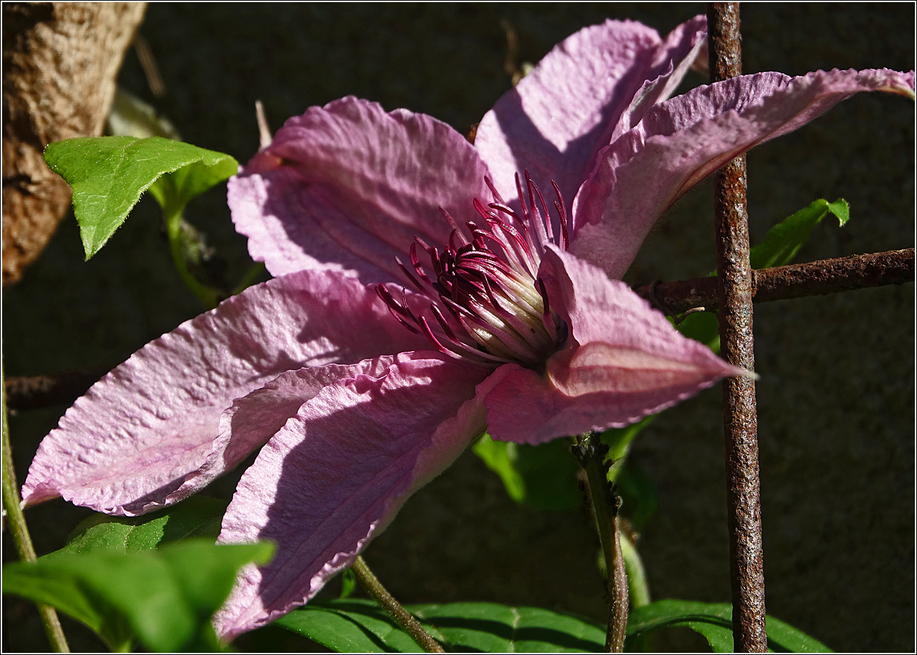 Image of Clematis × jackmanii specimen.