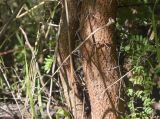 Vachellia karroo. Нижняя часть ствола. Испания, Каталония, пров. Жирона, комарка Баш Эмпорда, муниципалитет Калонже, дубово-сосновый лес, обочина просёлочной дороги, беглец из культуры. 09.11.2024.