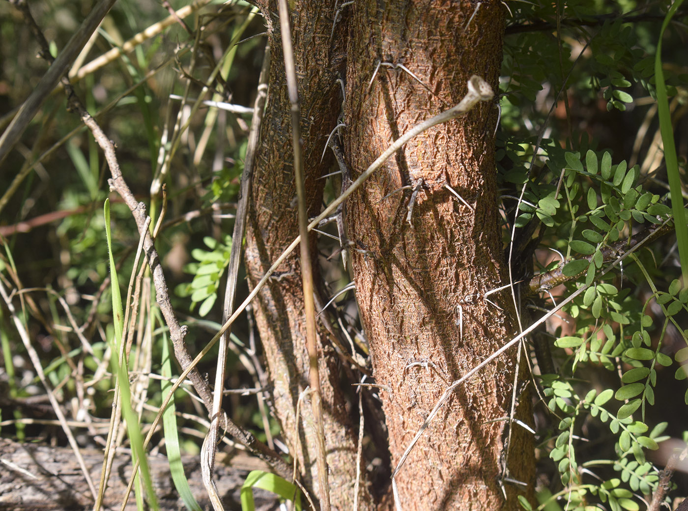 Image of Vachellia karroo specimen.