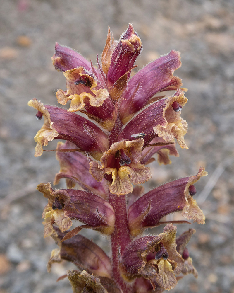 Image of Orobanche campanulae specimen.