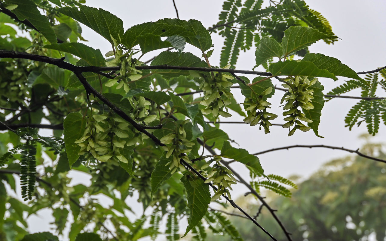 Image of Acer davidii specimen.