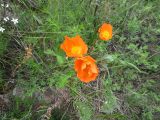 Papaver rubro-aurantiacum