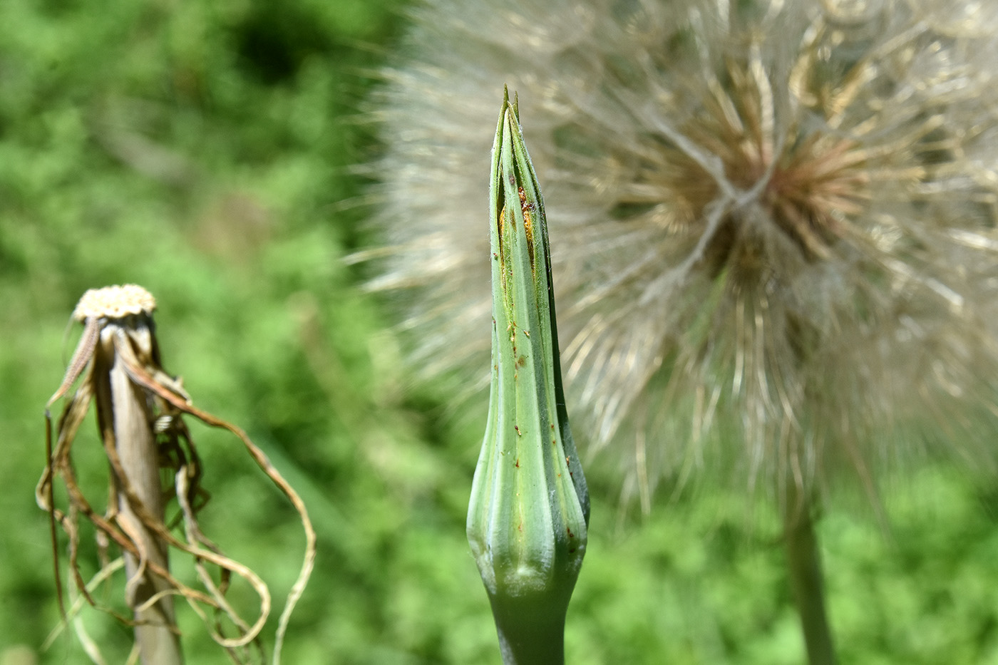 Image of Tragopogon orientalis specimen.