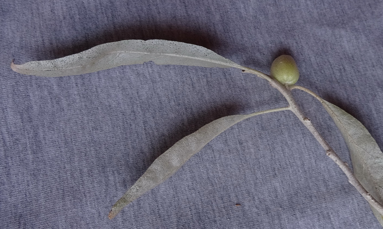 Изображение особи Elaeagnus angustifolia.