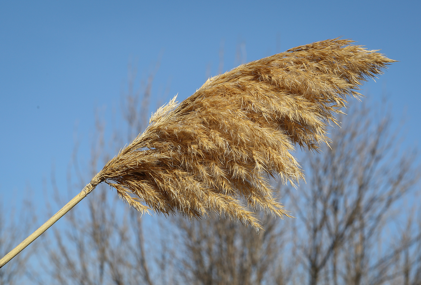 Image of Phragmites australis specimen.