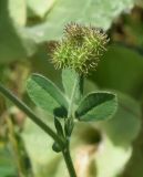 Medicago minima