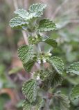 Marrubium vulgare