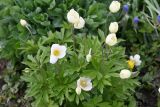Anemone sylvestris