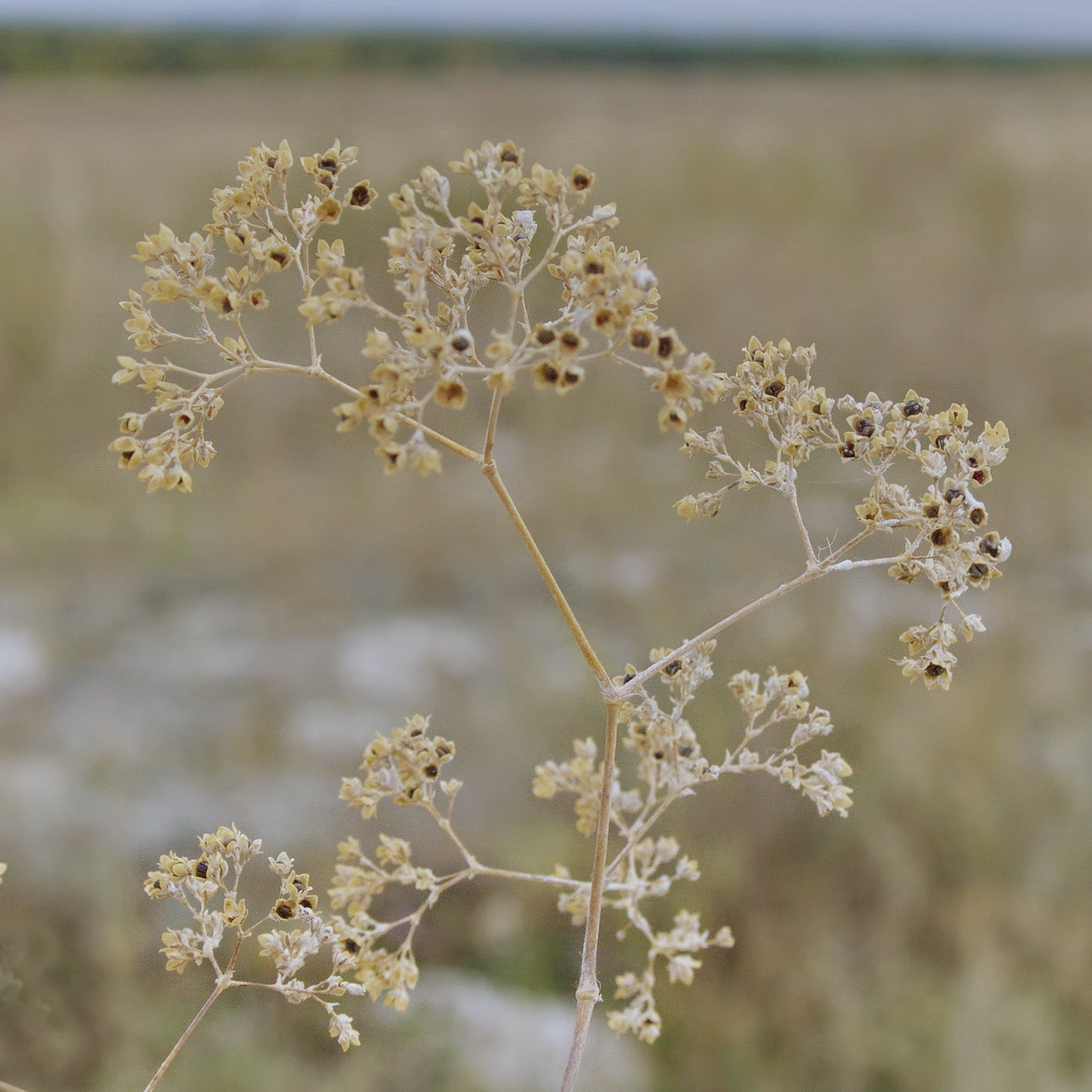 Изображение особи Gypsophila altissima.
