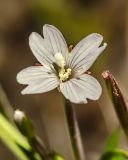 Epilobium palustre. Цветок. Санкт-Петербург, Приморский р-н, заказник «Северное побережье Невской губы», берег Финского залива, заваленный обломками сухих побегов тростника пляж. 30.08.2024.