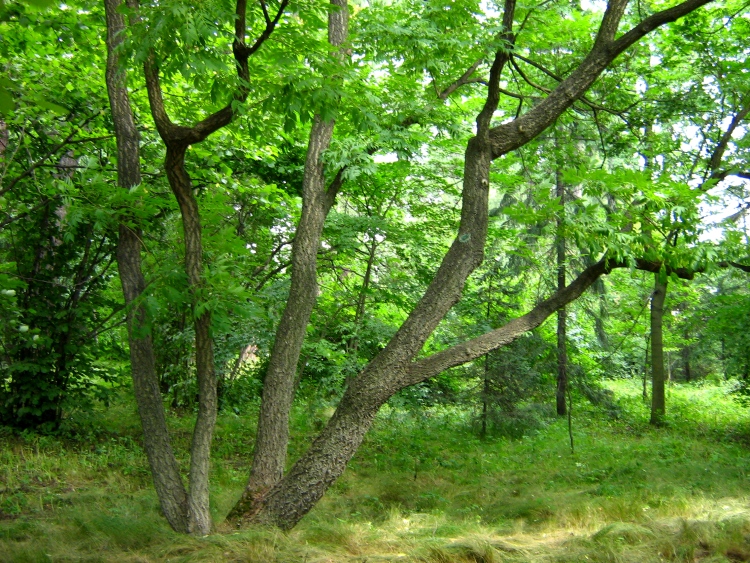 Изображение особи Phellodendron amurense.
