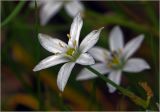 род Ornithogalum. Цветки. Московская обл., Раменский р-н, окр. дер. Хрипань, садовый участок. 30.05.2025.