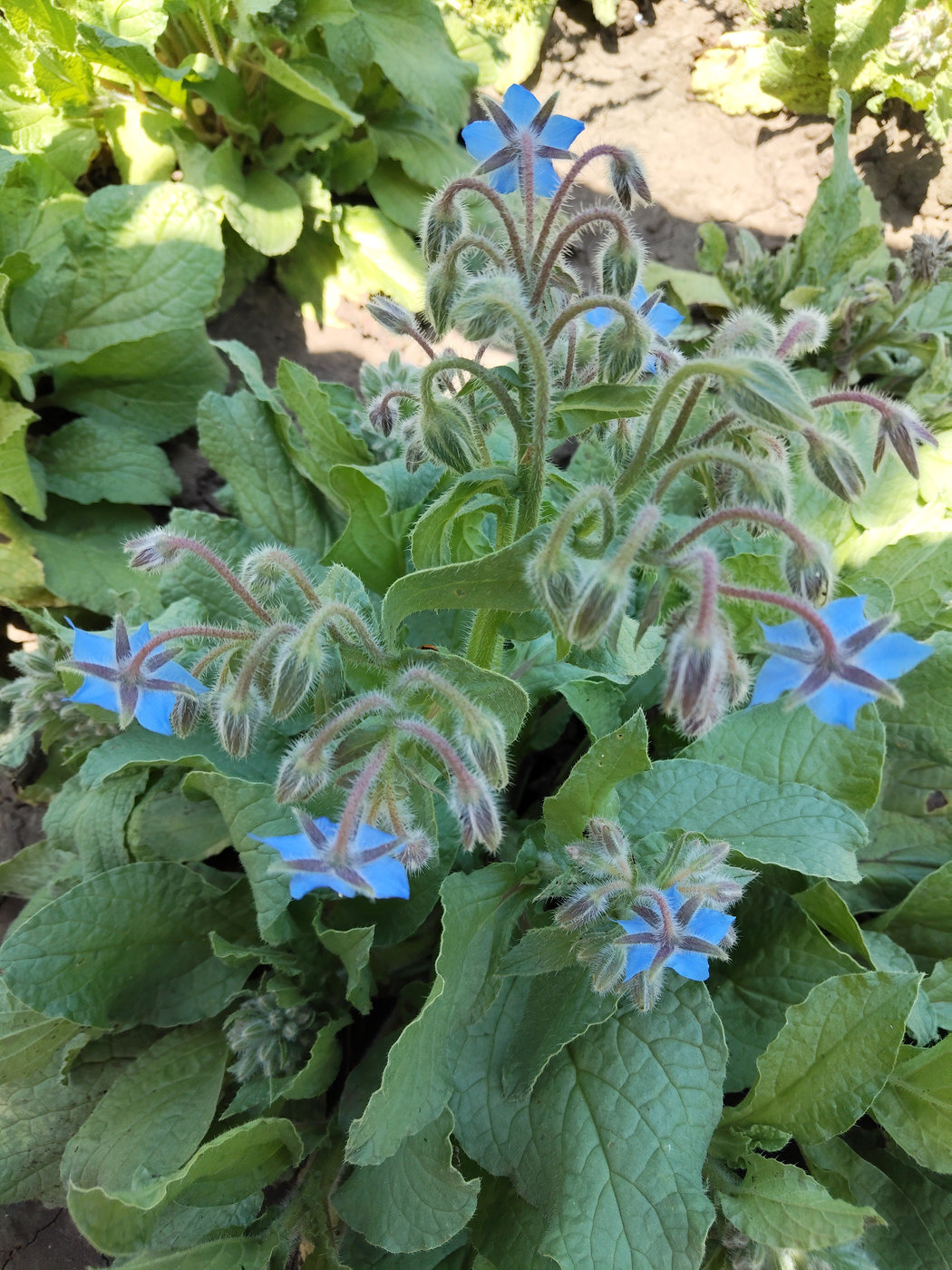 Изображение особи Borago officinalis.