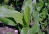 Zea mays. Верхушка развивающегося растения. Московская обл., Раменский р-н, окр. дер. Хрипань, садовый участок. 05.07.2025.