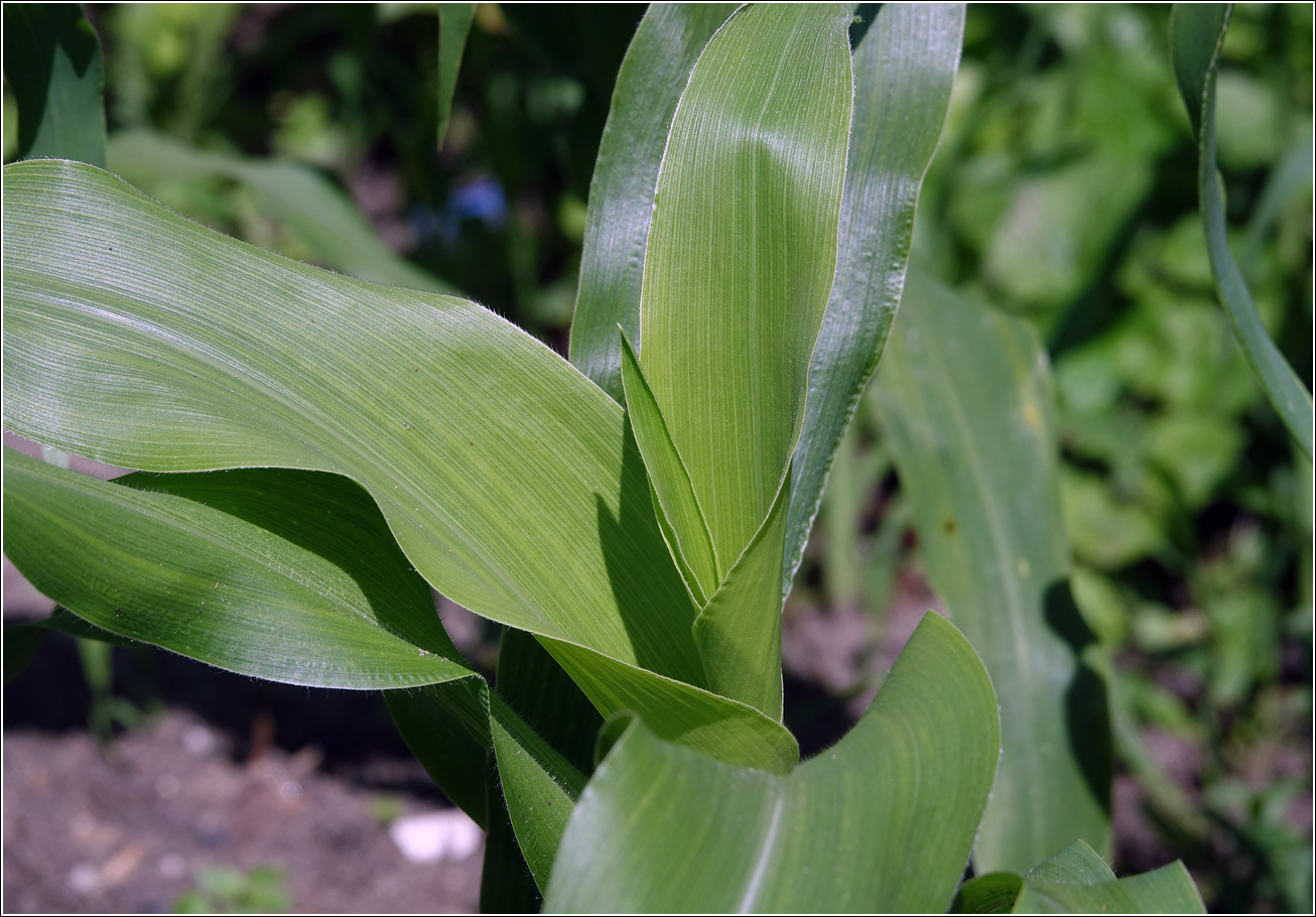 Image of Zea mays specimen.