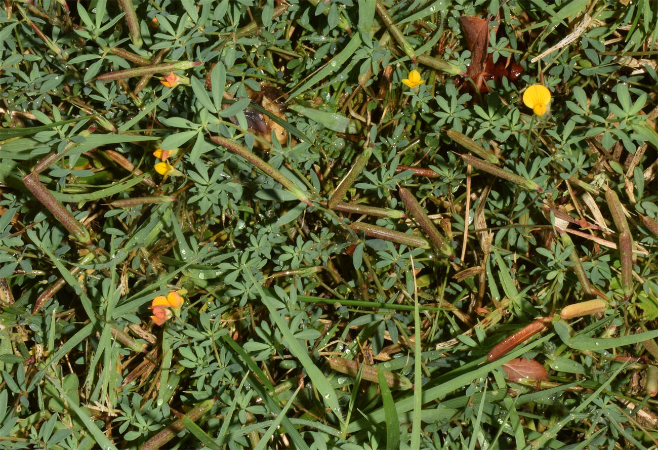 Image of genus Lotus specimen.
