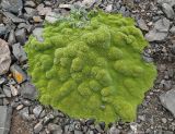 Thylacospermum caespitosum