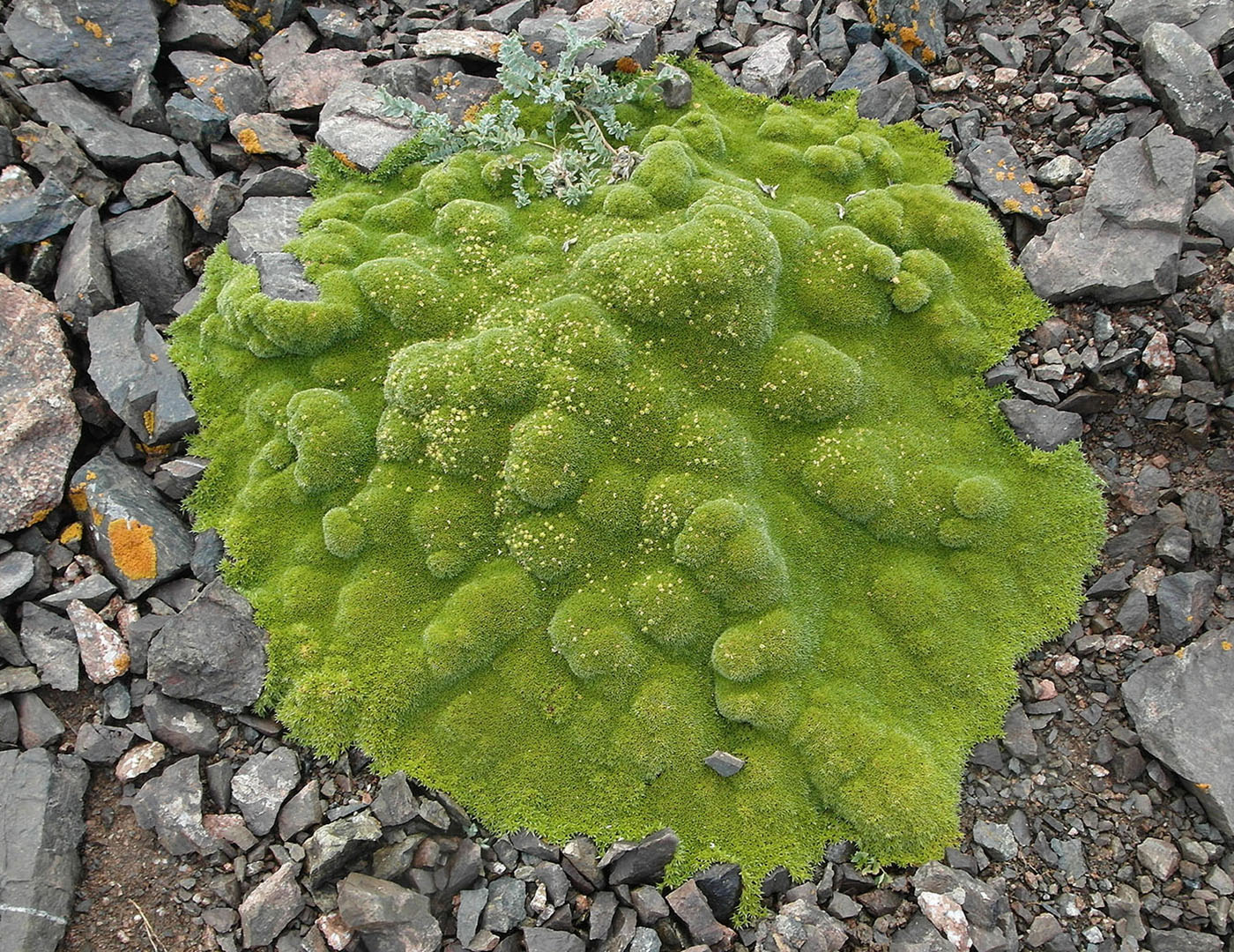 Image of Thylacospermum caespitosum specimen.