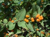 Lonicera tatarica