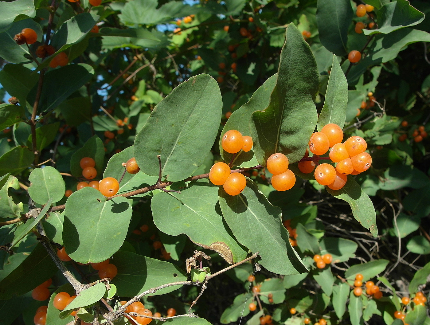Image of Lonicera tatarica specimen.