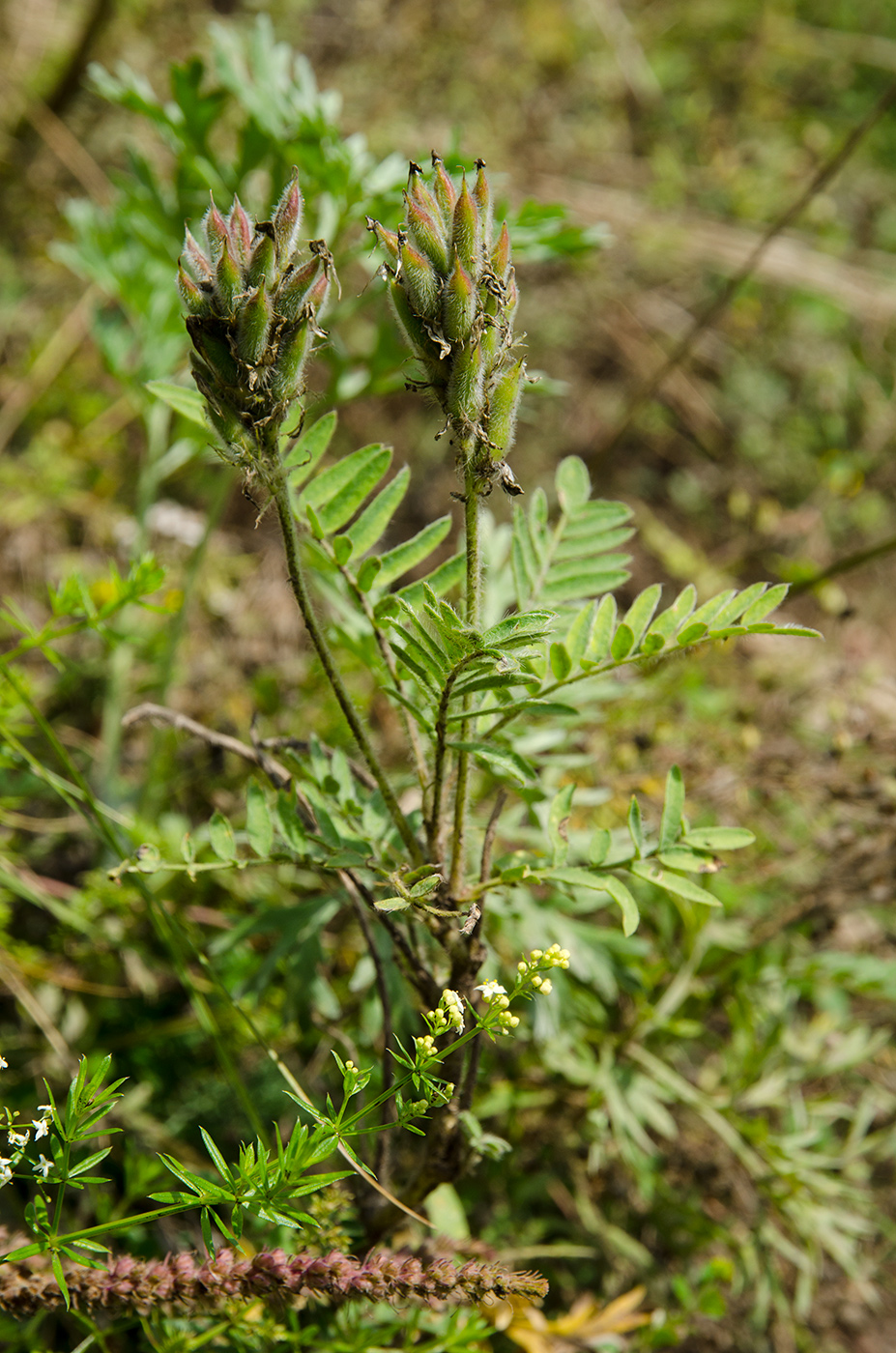 Image of genus Oxytropis specimen.