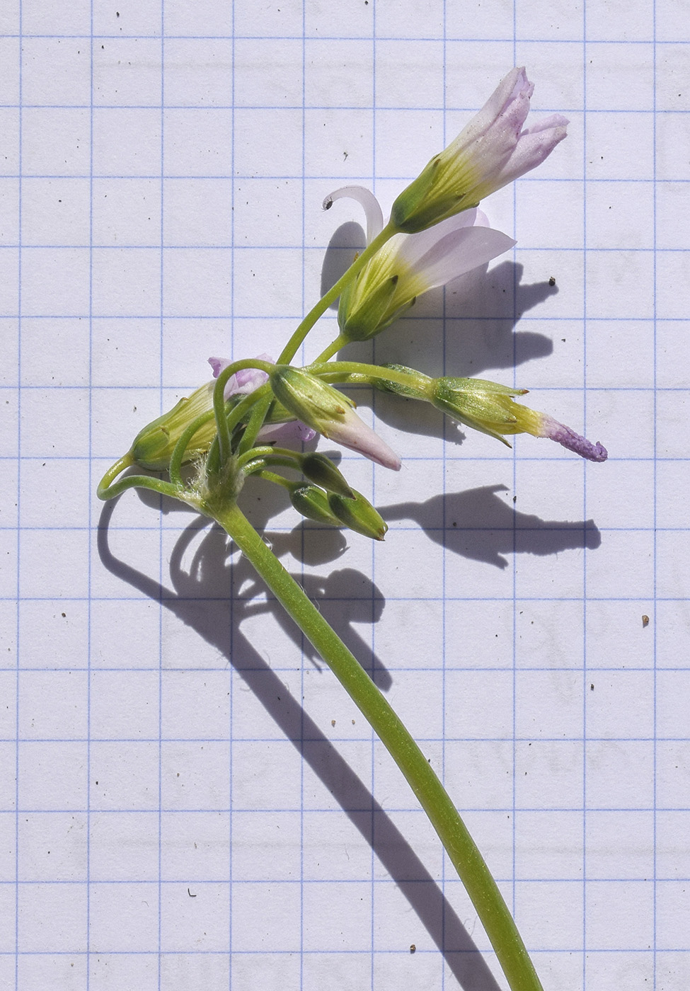 Изображение особи Oxalis debilis.