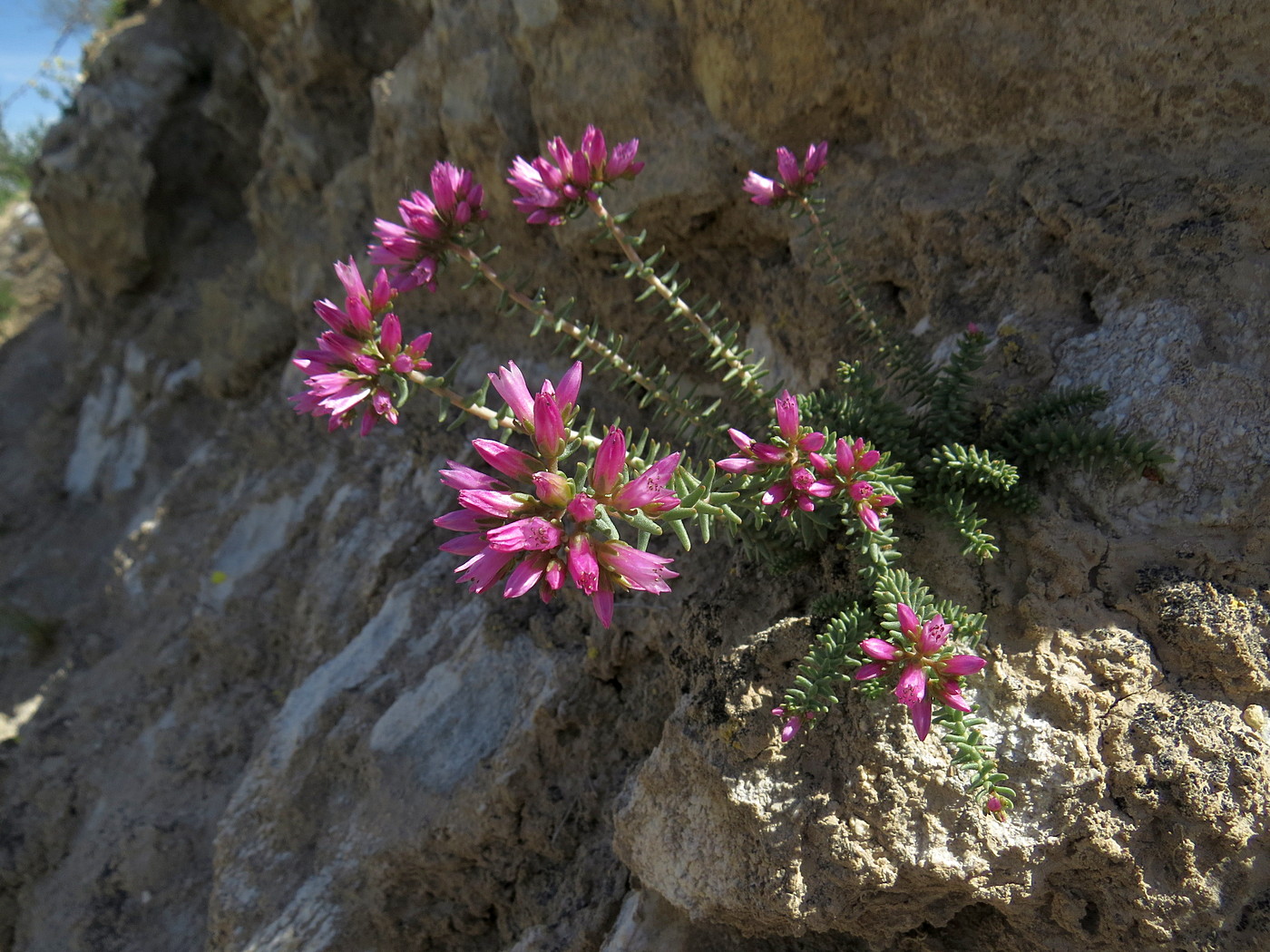 Image of genus Pseudosedum specimen.
