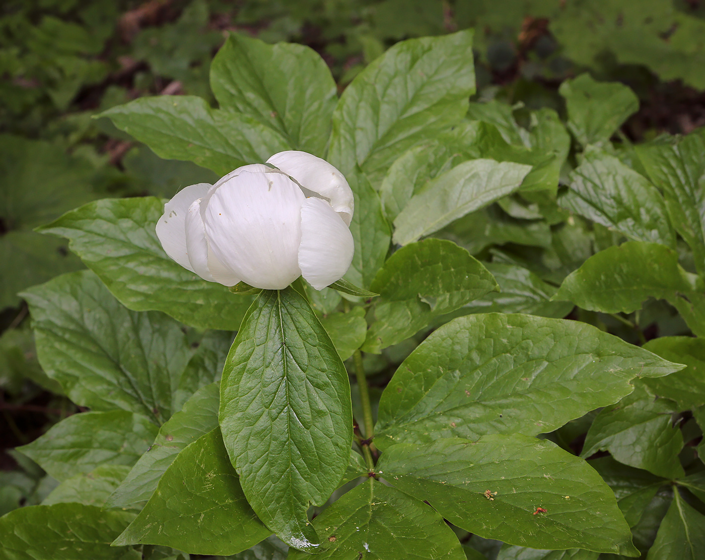 Изображение особи Paeonia wittmanniana.