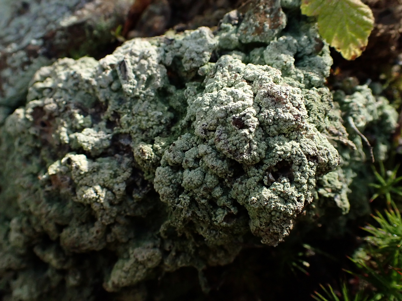 Изображение особи отдел Ascomycota.