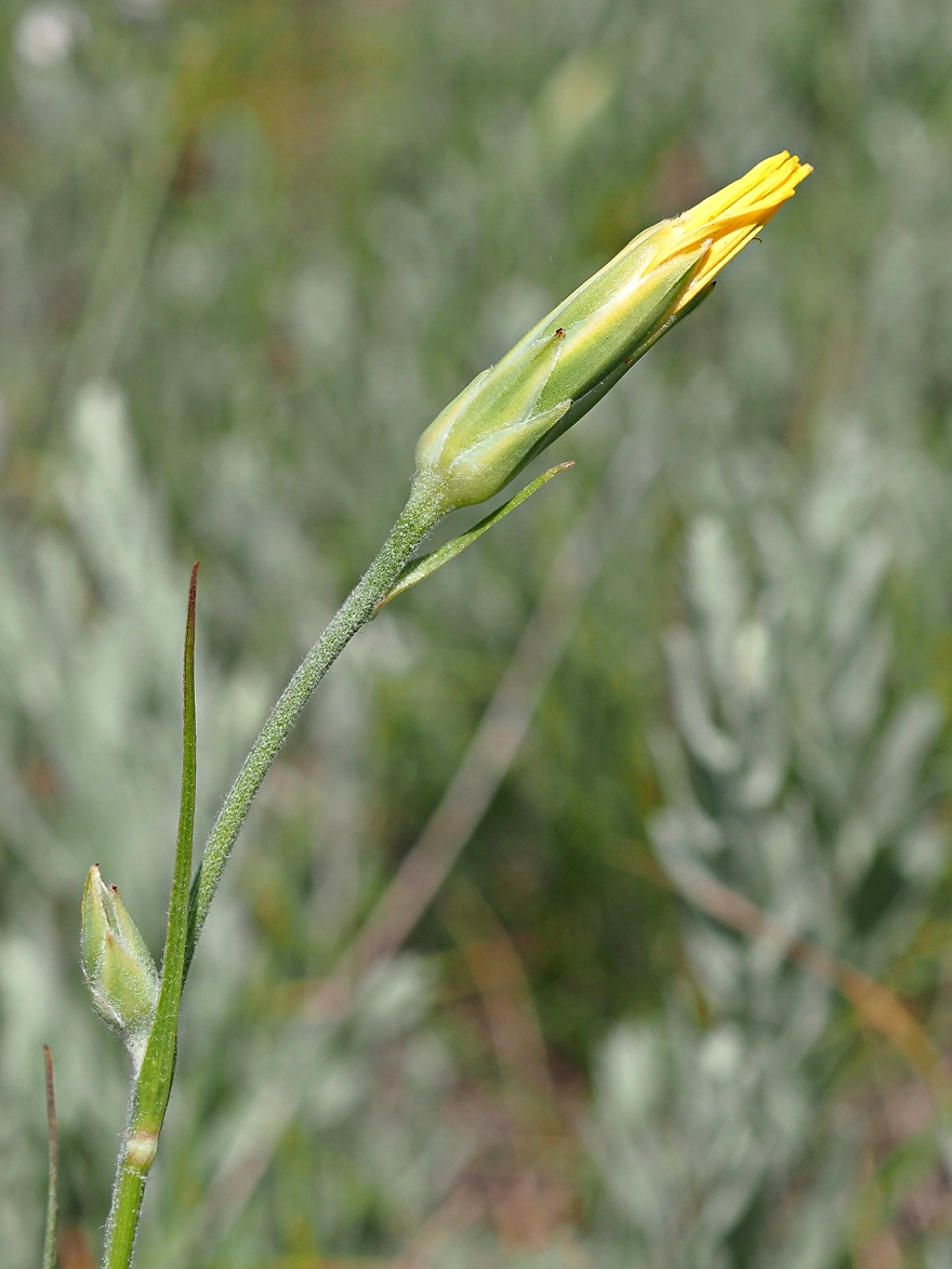 Изображение особи Scorzonera stricta.