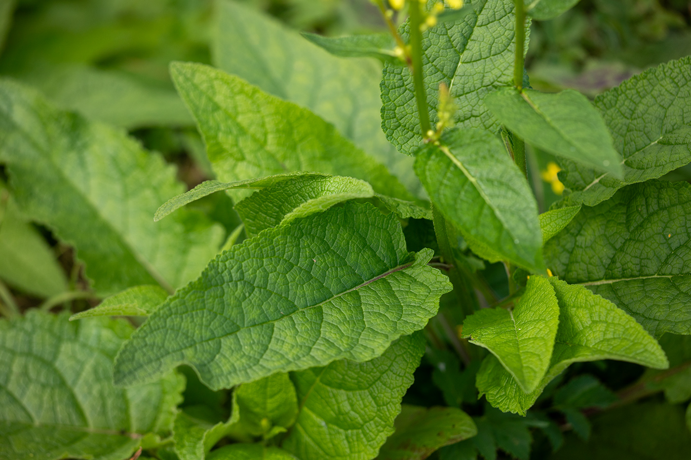 Image of genus Verbascum specimen.