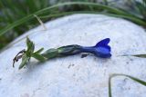 Gentiana pontica. Цветущее растение, извлечённое из грунта. Турция, ил Хаккари, Кырыкдаг Яйла, 300 м от базового лагеря в сторону озера, выс. ок. 2570 м н.у.м., луг. 24 мая 2025 г.