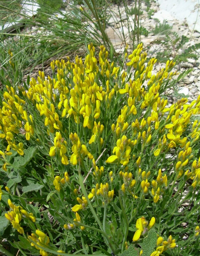 Image of Genista humifusa specimen.