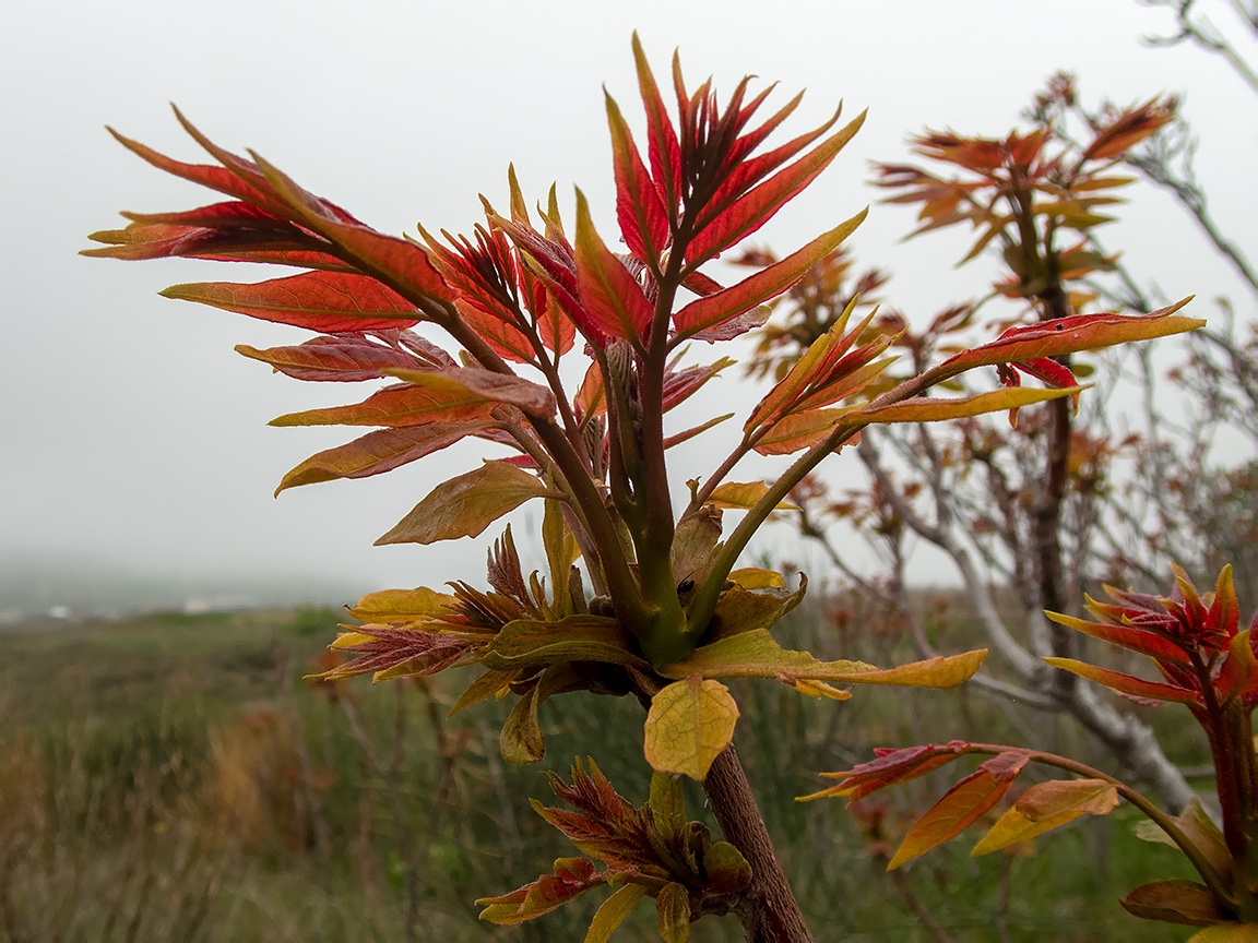Изображение особи Ailanthus altissima.