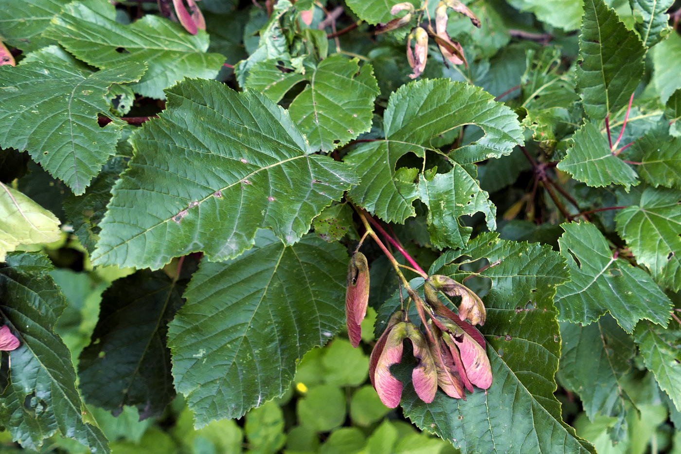 Изображение особи Acer tataricum.